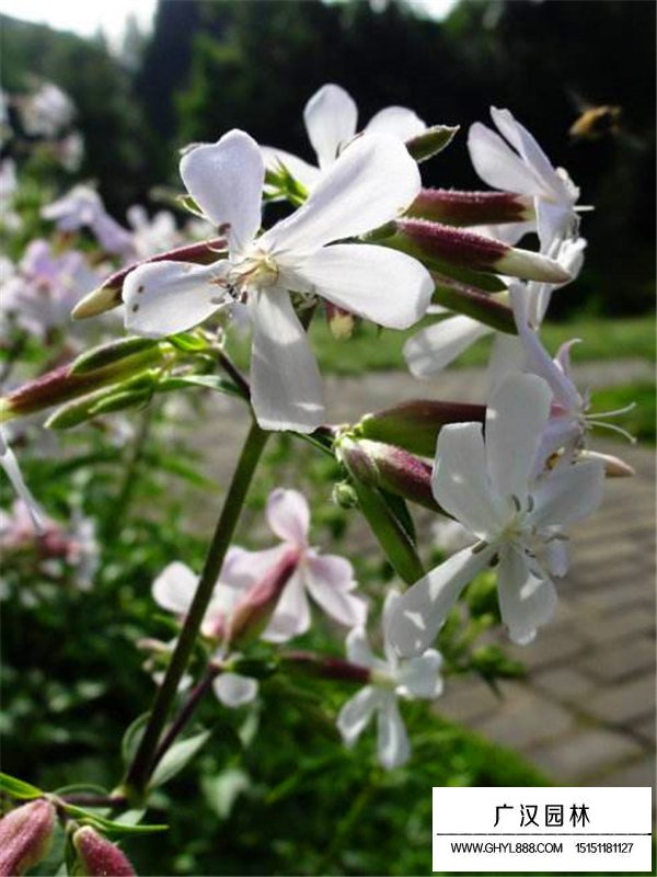 肥皂草(圖4)
