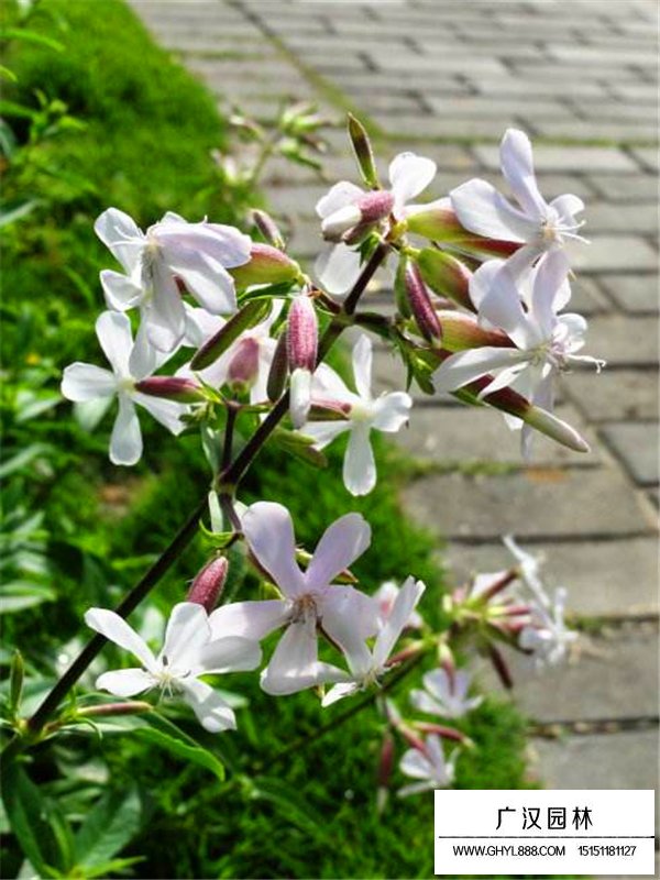 肥皂草(圖3)