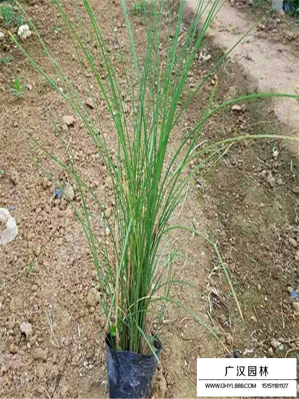 粉黛亂子草(圖4)