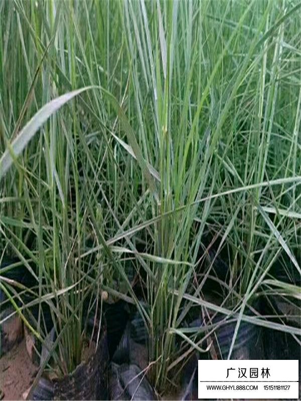 粉黛亂子草(圖6)