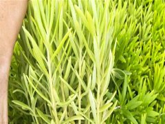 佛甲草價格