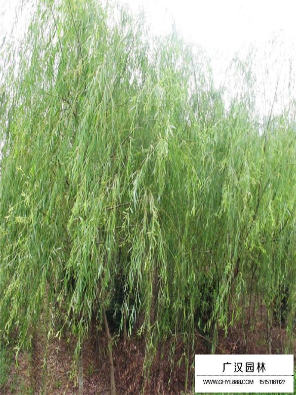 垂柳種植基地沭陽縣廣漢園林(圖2)