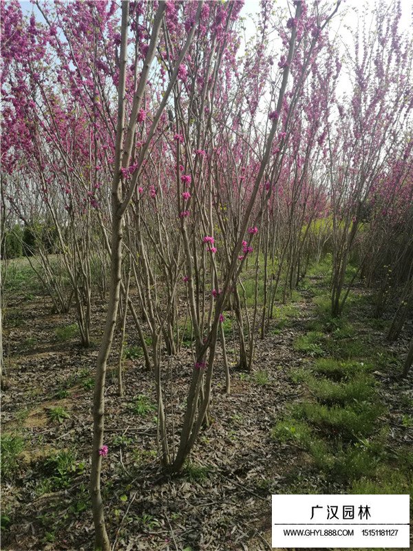 叢生紫荊的價格行情什么樣(圖2)