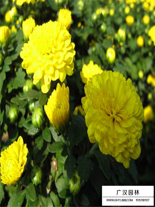 國慶菊(圖1)