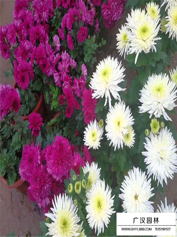 國慶菊(圖2)