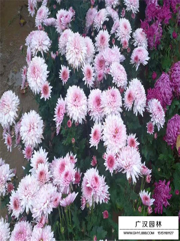 國慶菊(圖3)