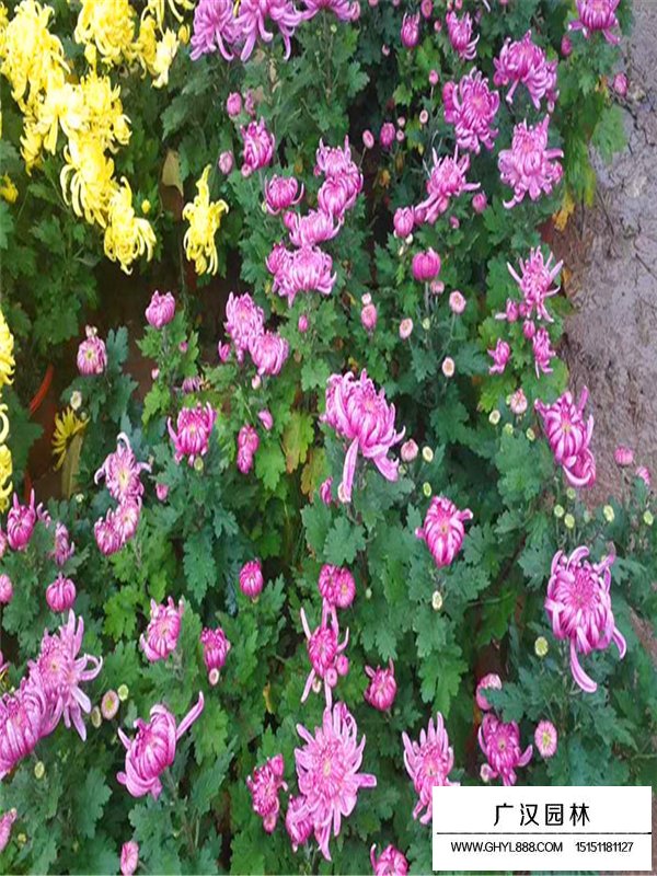 國慶菊(圖4)