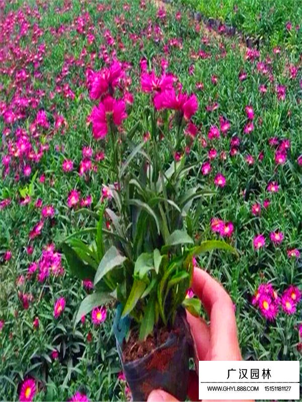 荷蘭菊(圖1)