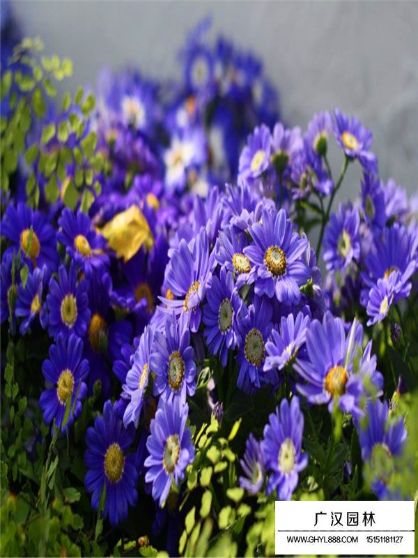 荷蘭菊(圖4)