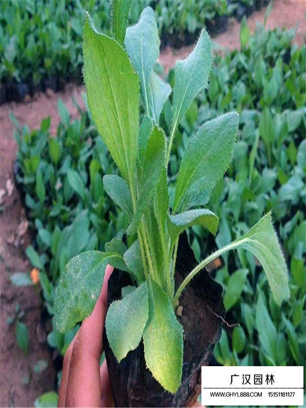 黑心菊(圖5)