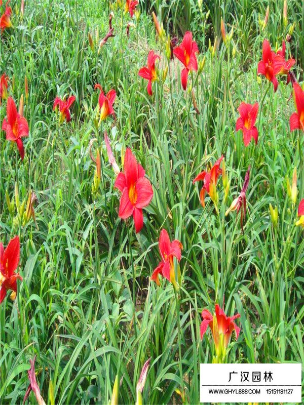 紅寶石萱草(圖1)