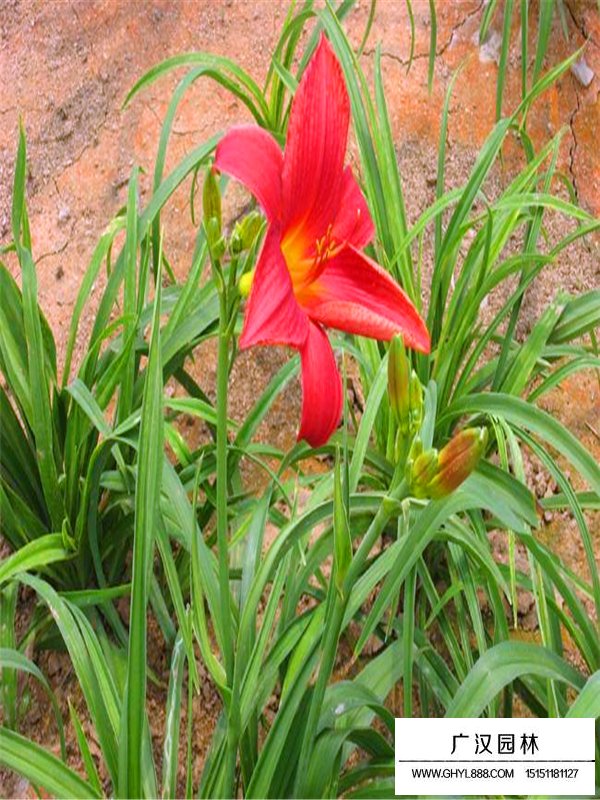 紅寶石萱草(圖3)