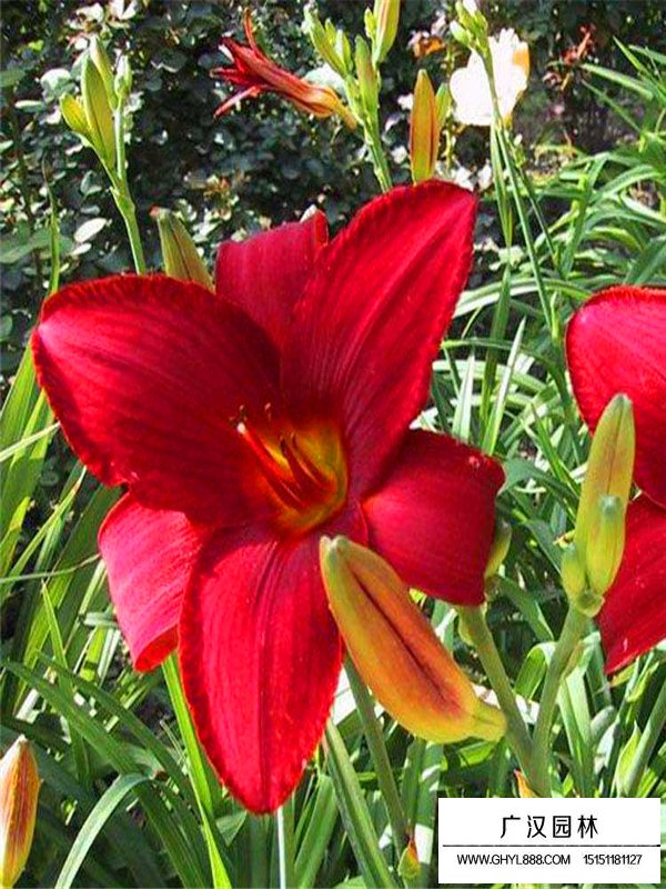 紅寶石萱草(圖4)