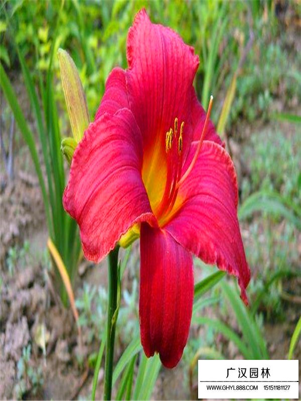 紅寶石萱草(圖5)