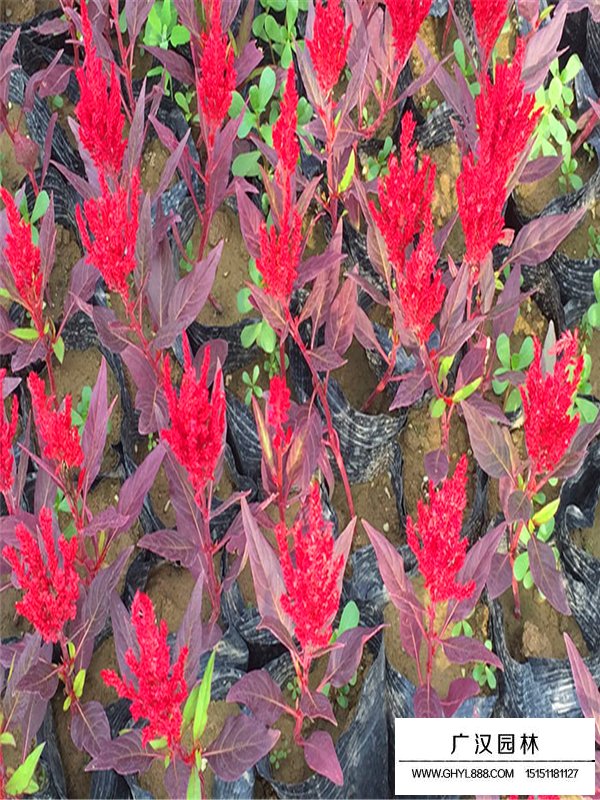 雞冠花(圖3)