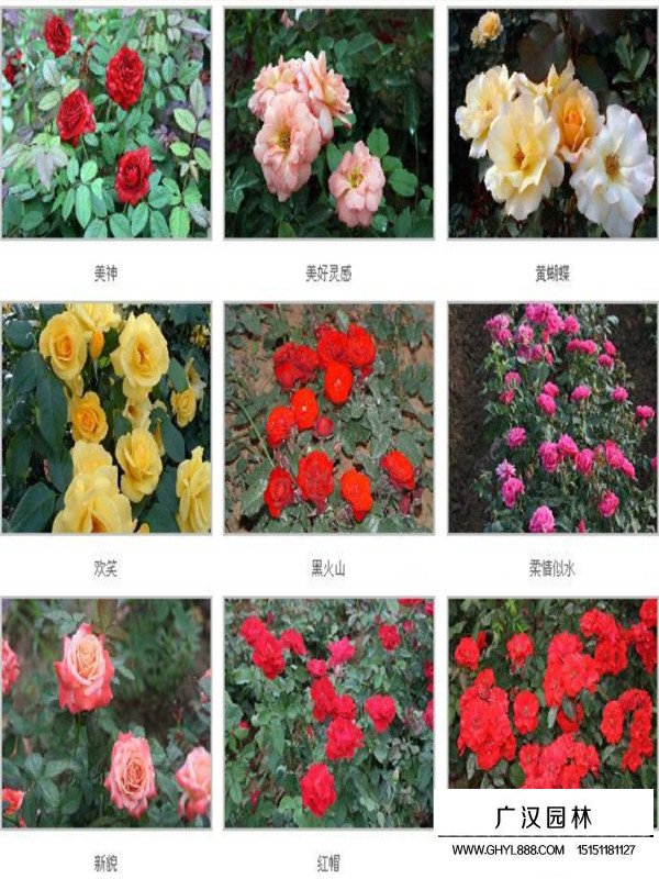 豐花月季怎么樣繁殖(圖3)