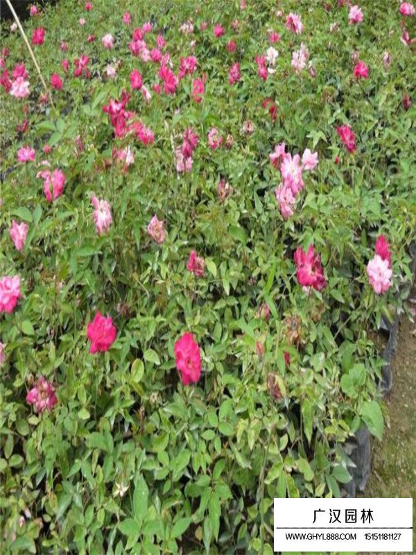 豐花月季圖片(圖1)