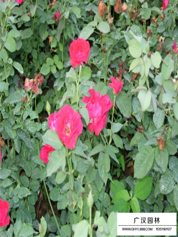 豐花月季圖片(圖2)