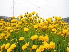 金雞菊