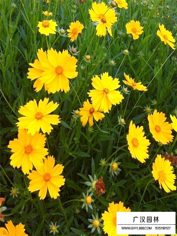 金雞菊(圖3)