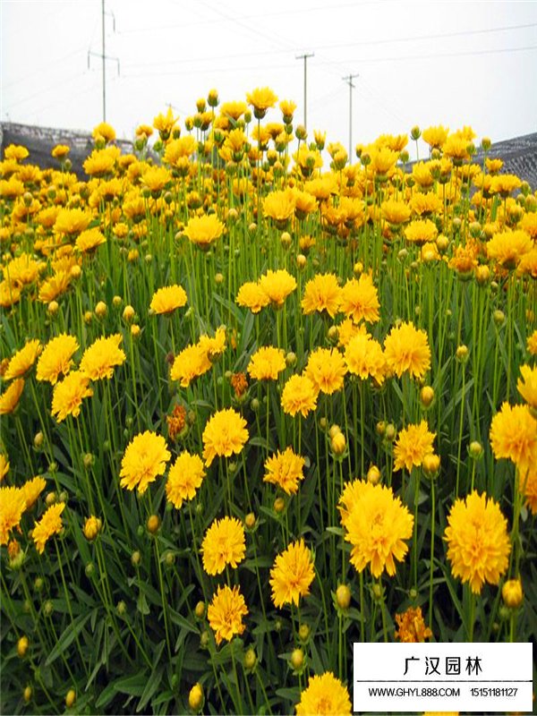 金雞菊(圖5)