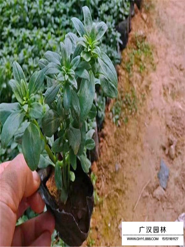 哪里有賣金魚草的(圖1)