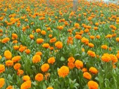 金盞菊