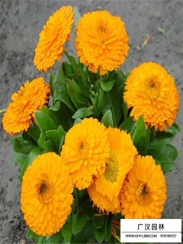 金盞菊(圖3)