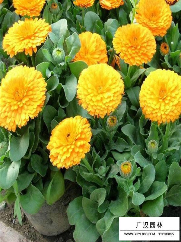 金盞菊