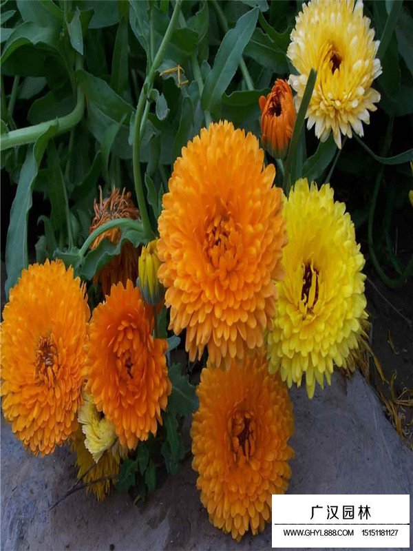 金盞菊(圖5)