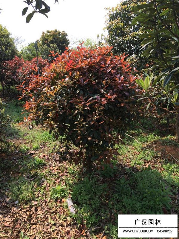 紅葉石楠球最新價格(圖3)