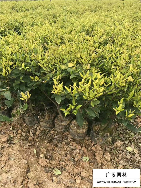 金森女貞杯苗(圖3)