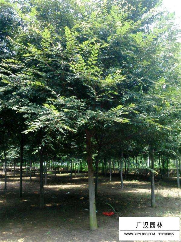櫸樹基地在哪里？(圖1)