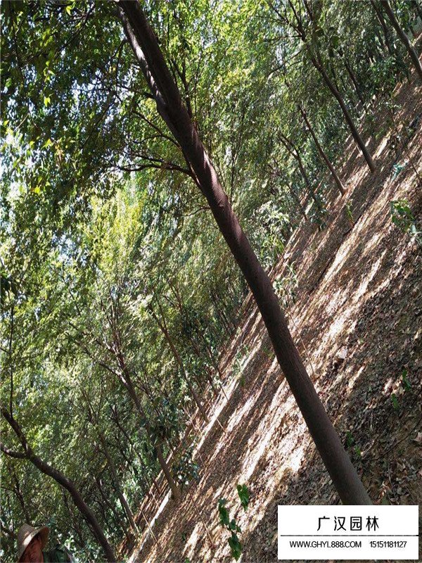 櫸樹基地在哪里？(圖3)