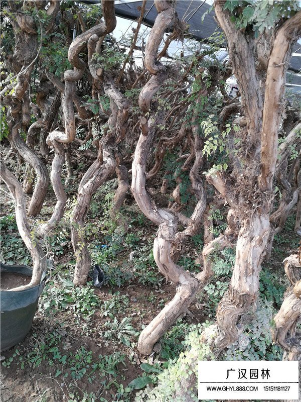 凌霄花怎么種植？(圖3)