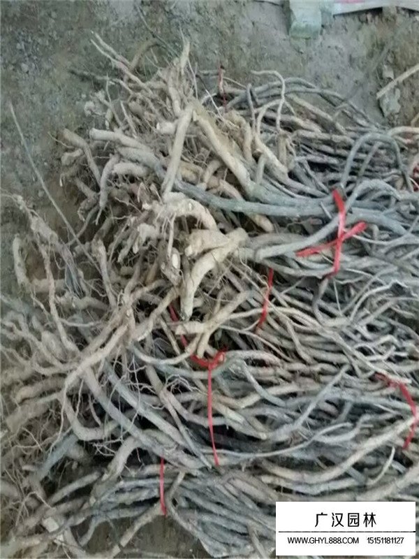 凌霄怎么繁殖？(圖3)