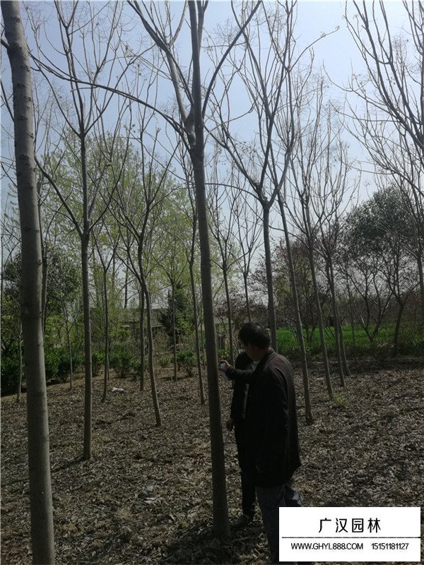 為什么欒樹銷量那么好(圖4)