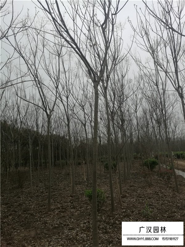 欒樹批發(圖1)