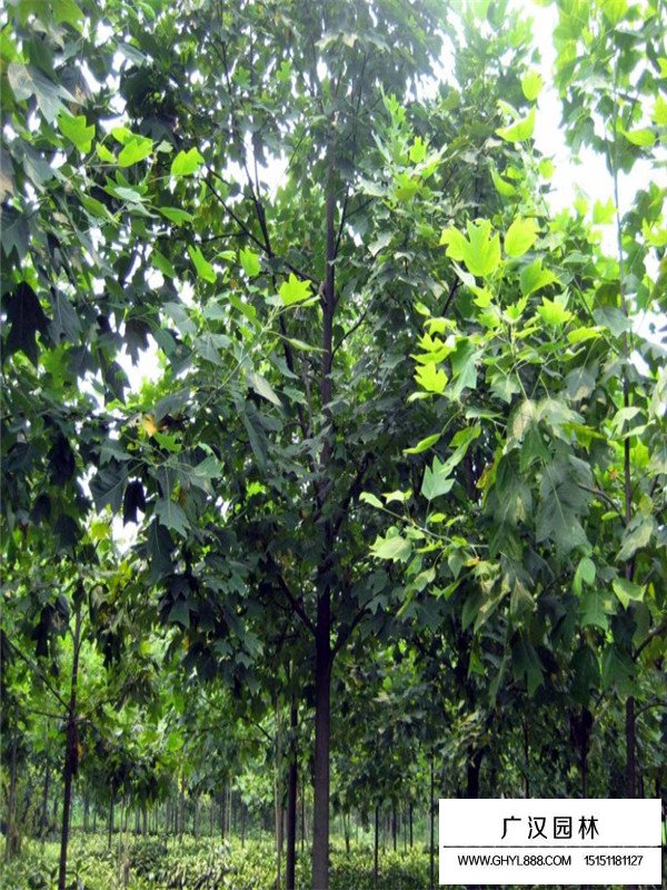 馬褂木基地(圖2)