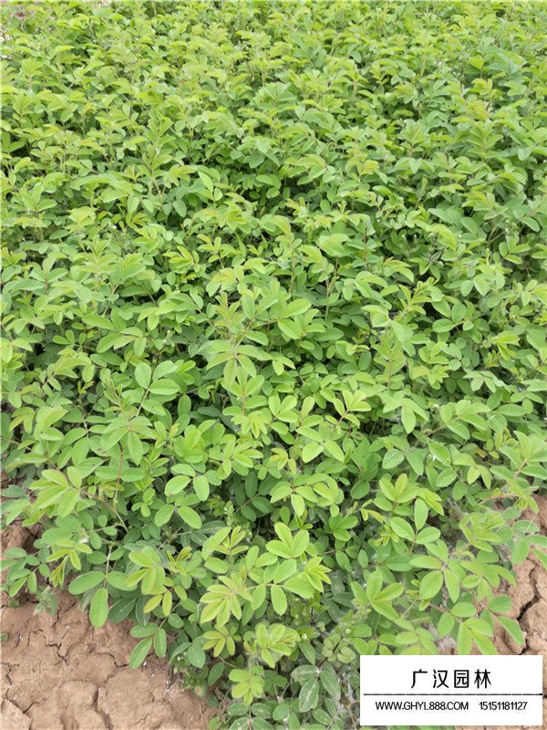 玫瑰花批發(圖3)