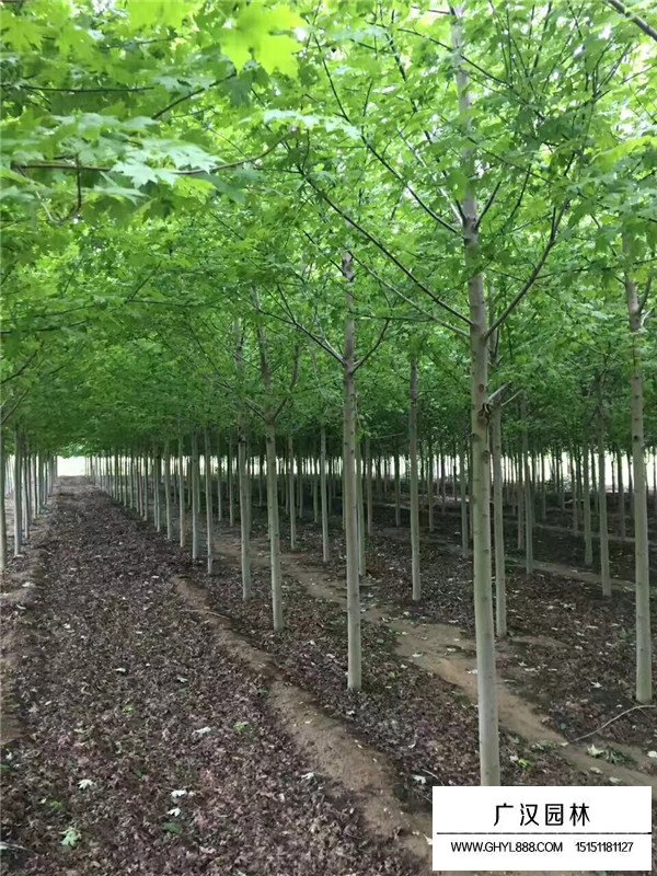 美國紅楓樹苗種植技術(圖2)