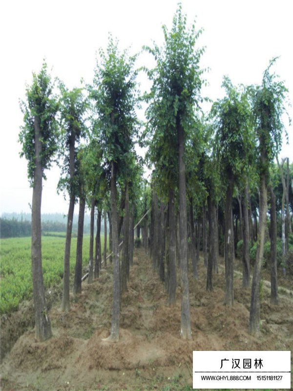 樸樹種植基地(圖1)