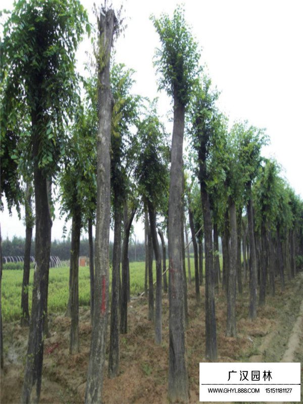樸樹種植基地(圖2)