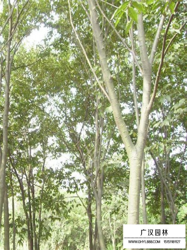 樸樹種植基地(圖4)