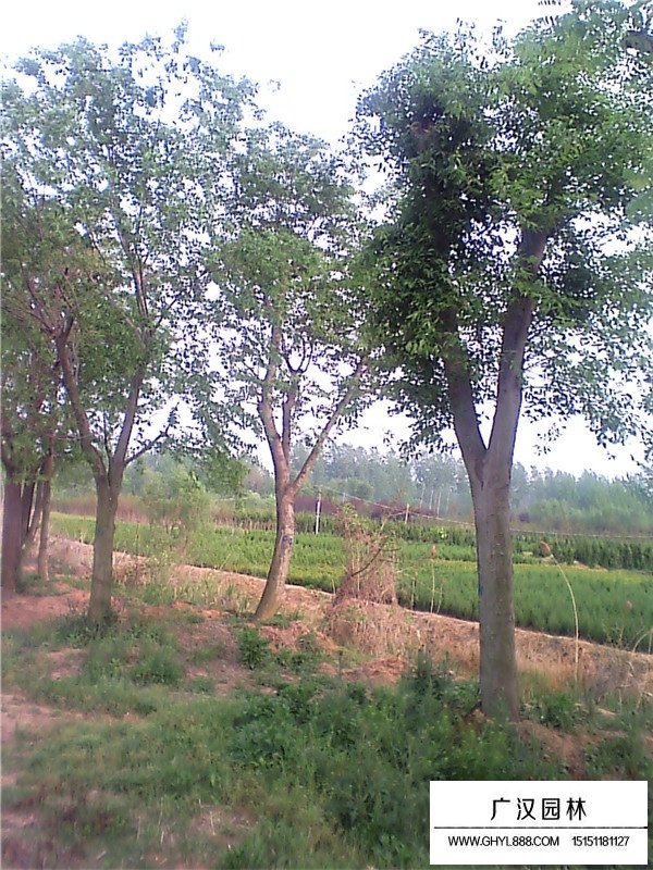 樸樹價格(圖3)