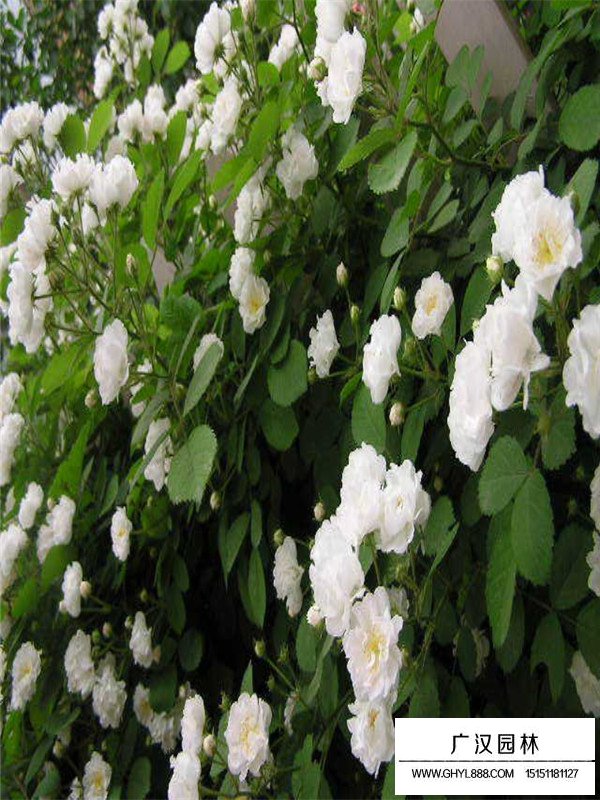 薔薇價格(圖4)
