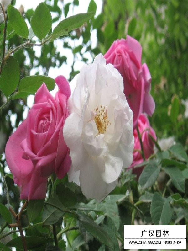薔薇歷史(圖2)