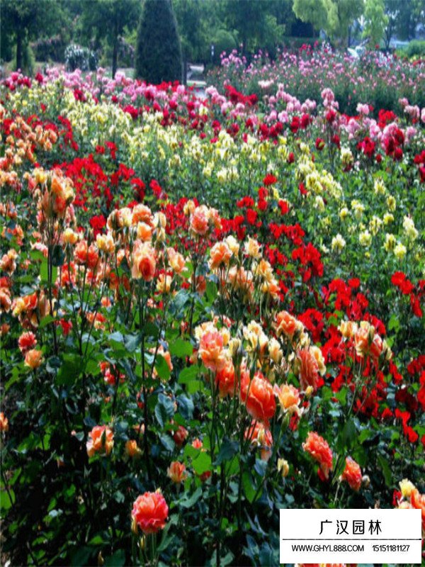 薔薇歷史(圖3)