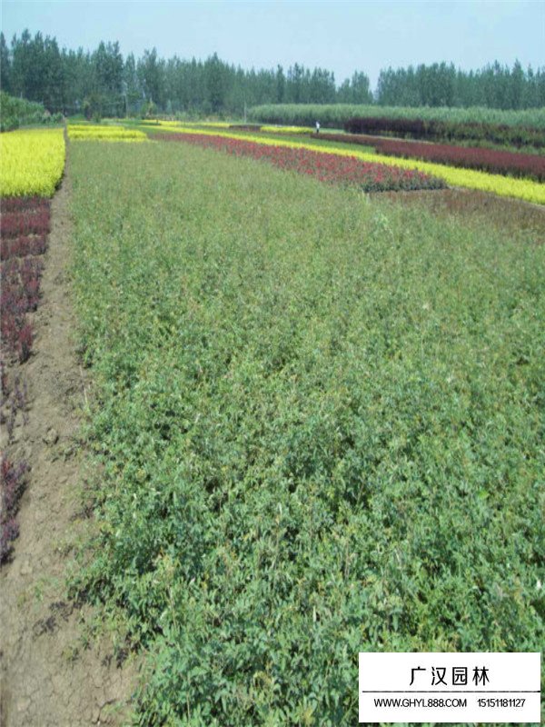 薔薇種植方法和作用(圖1)