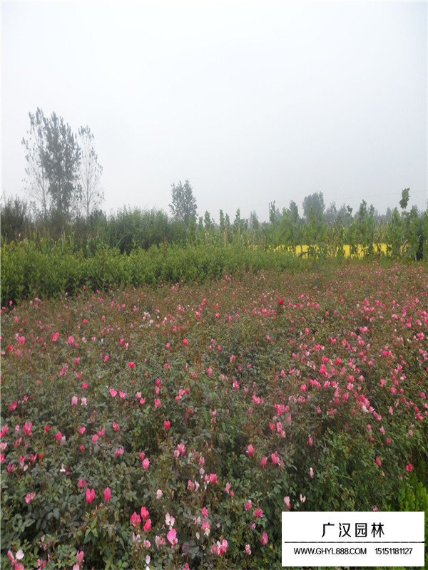 薔薇種植方法和作用(圖2)